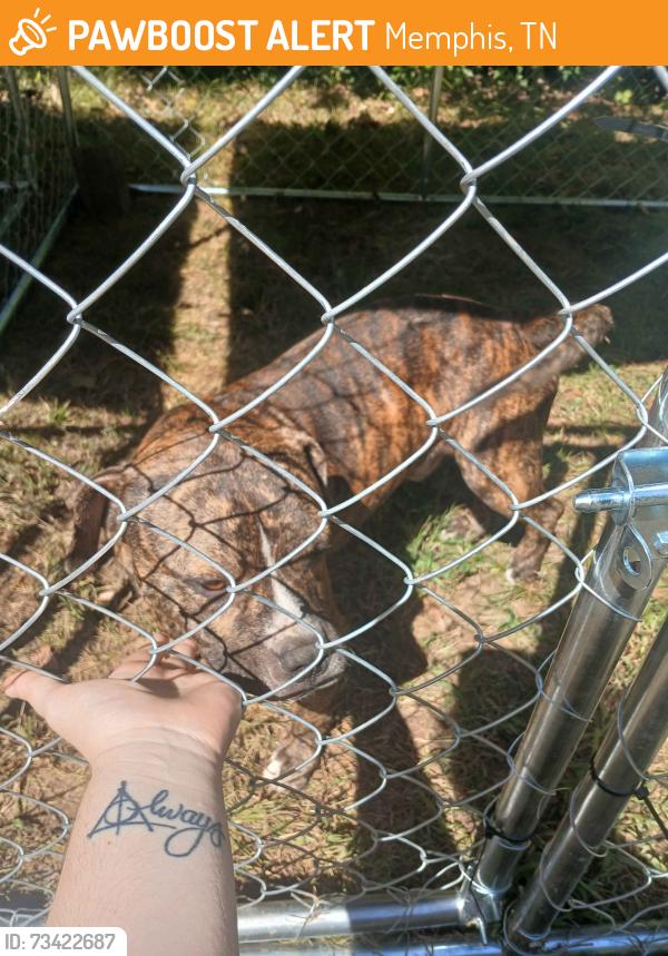 Found/Stray Male Dog last seen Oak street health in frayser, Memphis, TN 38127