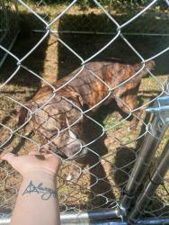 Found/Stray Male Dog last seen Oak street health in frayser, Memphis, TN 38127