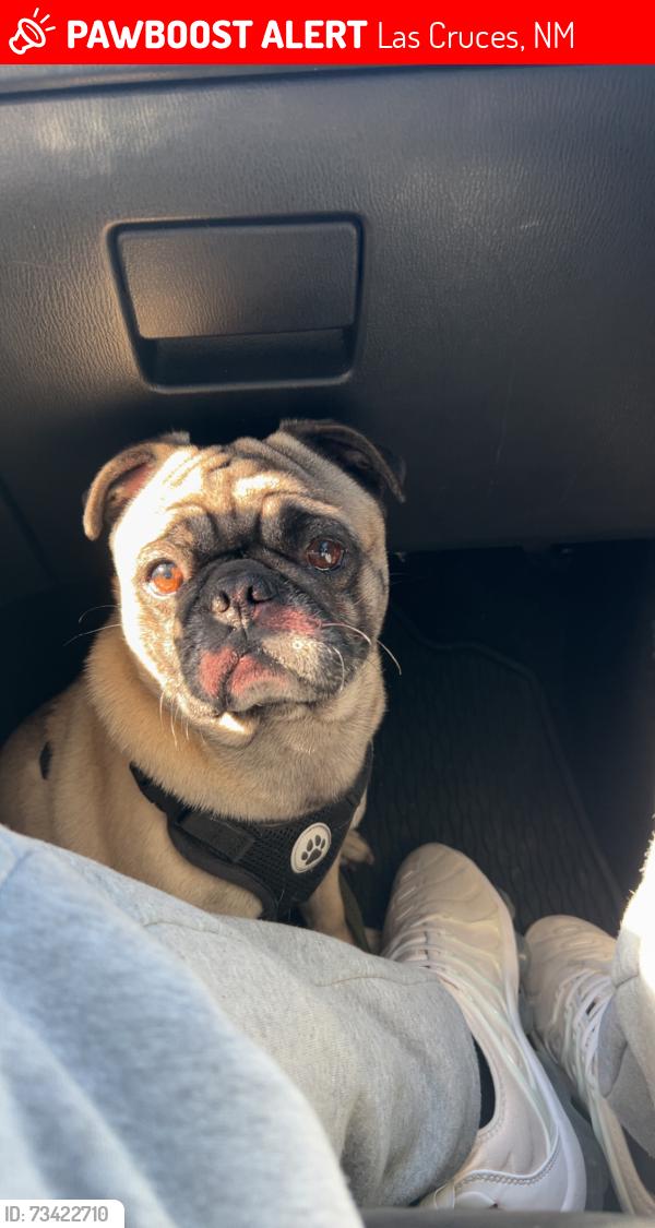 Lost Male Dog last seen Near lester ave, Las Cruces, NM 88001