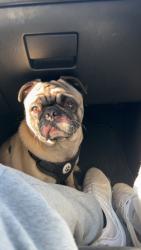 Lost Male Dog last seen Near lester ave, Las Cruces, NM 88001