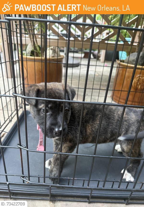 Found/Stray Female Dog last seen Between Burgundy and Dauphine on Touro, New Orleans, LA 70119