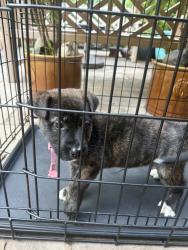 Found/Stray Female Dog last seen Between Burgundy and Dauphine on Touro, New Orleans, LA 70119