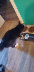Reunited Male Cat last seen 34th street, Bradenton, FL 34207