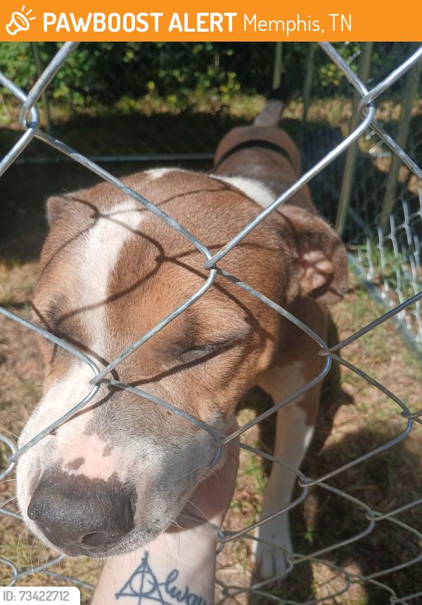 Found/Stray Male Dog last seen Oak street health, Memphis, TN 38127
