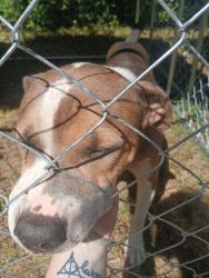 Found/Stray Male Dog last seen Oak street health, Memphis, TN 38127