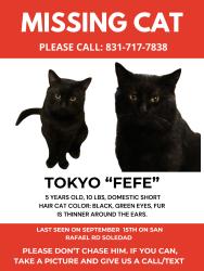 Lost Male Cat last seen n/a, Soledad, CA 93960