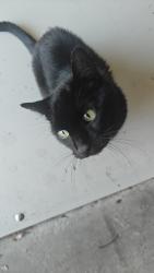 Found/Stray Male Cat last seen 24th and Alameda, Norman, OK 73071
