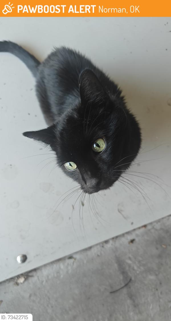 Found/Stray Male Cat last seen 24th and Alameda, Norman, OK 73071