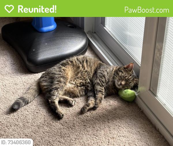 Reunited Female Cat last seen Yosemite Drive, Alexandria, VA 22312