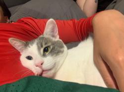 Reunited Male Cat last seen Cherry St, Mowry & Cedar, Truckee Ct, Levi St, Rubicon Ave, Quicksilver Ave, Quartz PL, Benicia Ave, Ebbetts St., Newark, CA 94560