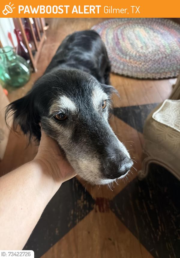 Found/Stray Unknown Dog last seen Downtown, Gilmer, TX 75644