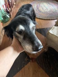 Found/Stray Unknown Dog last seen Downtown, Gilmer, TX 75644