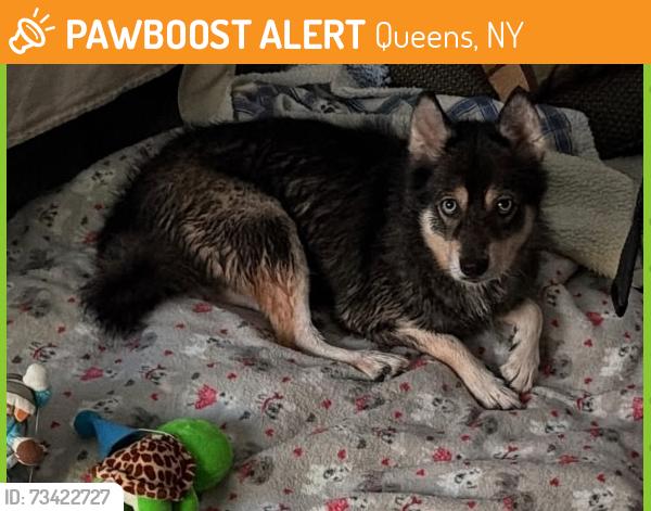 Found/Stray Female Dog last seen Parsons blvd & 164th street, Queens, NY 11367