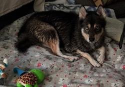 Found/Stray Female Dog last seen Parsons blvd & 164th street, Queens, NY 11367