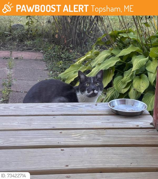 Found/Stray Unknown Cat last seen King Rd and Shady Lane, Topsham, Topsham, ME 04086