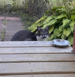 Found/Stray Unknown Cat last seen King Rd and Shady Lane, Topsham, Topsham, ME 04086