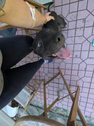 Found/Stray Male Dog last seen Near n Mars Ave, Clearwater, FL 33755