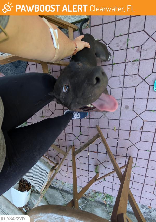 Found/Stray Male Dog last seen Near n Mars Ave, Clearwater, FL 33755