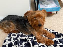 Reunited Male Dog last seen Stuart Drive and Adams, Falls Church, VA 22042