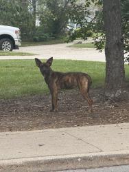 Found/Stray Unknown Dog last seen Between Sugarbush apmts and Sandpiper Lake, Muncie, IN 47304