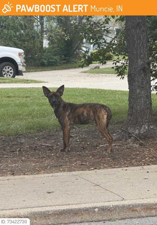 Found/Stray Unknown Dog last seen Between Sugarbush apmts and Sandpiper Lake, Muncie, IN 47304