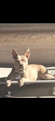 Lost Female Dog last seen 106th ave and atlantis, Tolleson, AZ 85353
