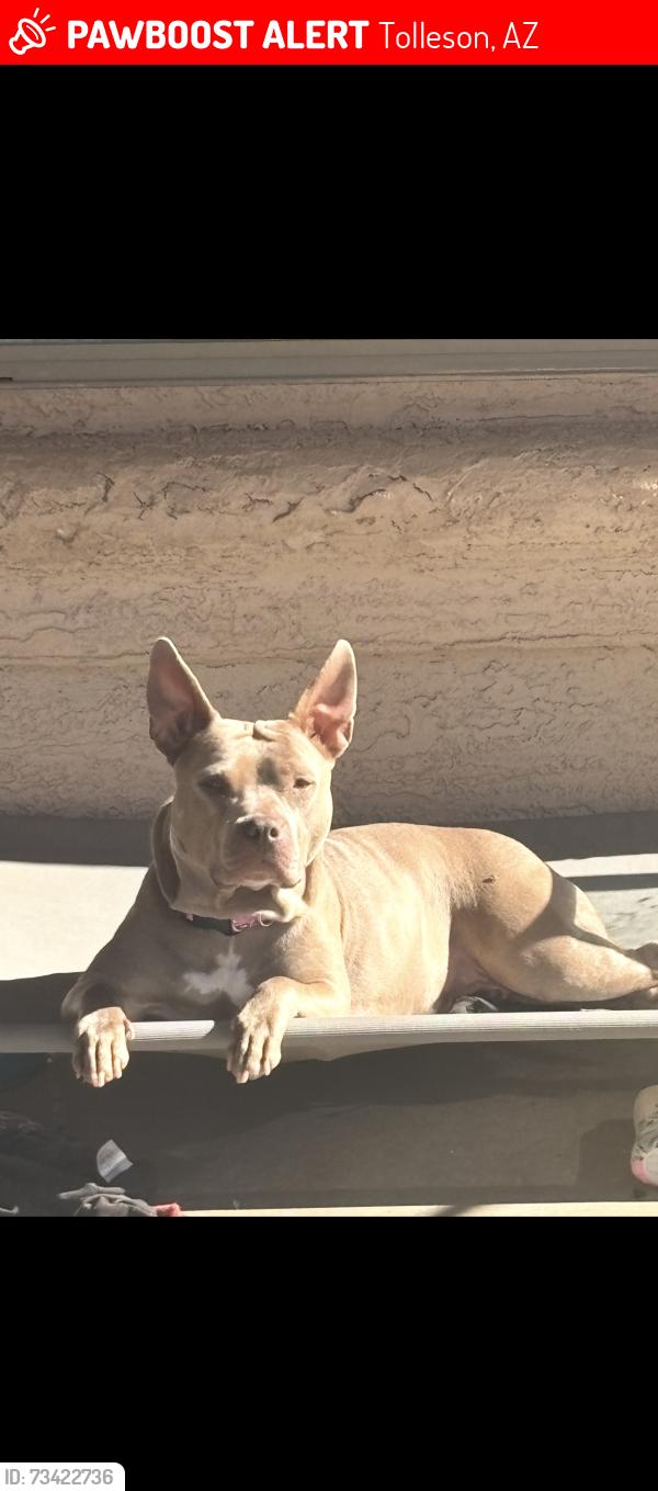 Lost Female Dog last seen 106th ave and atlantis, Tolleson, AZ 85353