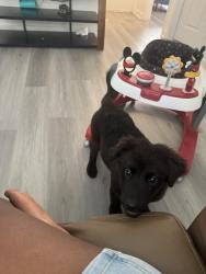 Lost Male Dog last seen Sw 10th ave, Homestead, FL 33030