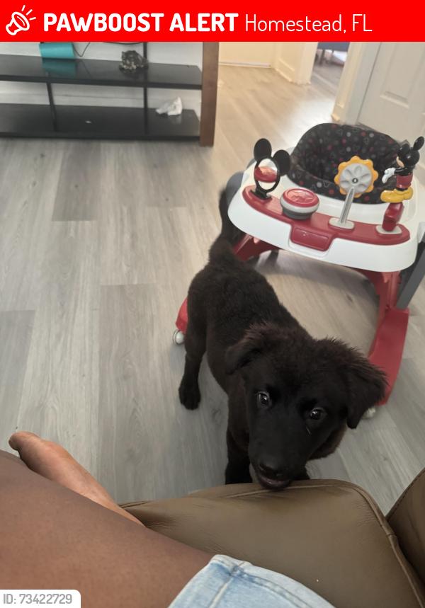 Lost Male Dog last seen Sw 10th ave, Homestead, FL 33030