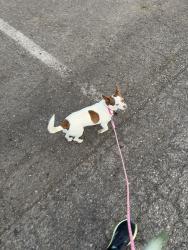Lost Female Dog last seen Se Tacoma and Rex, Portland, OR 97202