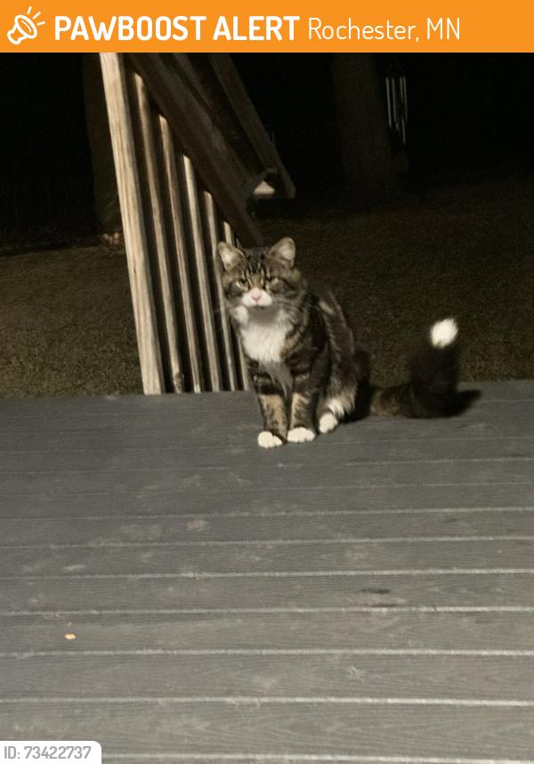 Found/Stray Unknown Cat last seen Pinewood Ridge Dr SE, Rochester, MN 55904