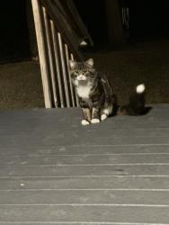 Found/Stray Unknown Cat last seen Pinewood Ridge Dr SE, Rochester, MN 55904