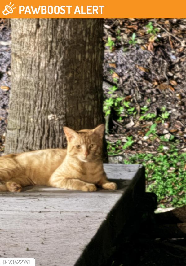 Found/Stray Unknown Cat last seen Near and lantana, Palm Beach County, FL 33449
