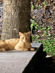 Found/Stray Unknown Cat last seen Near and lantana, Palm Beach County, FL 33449