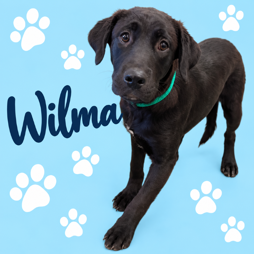 Shelter Stray Female Dog last seen , 2350 Appling City Cove, Memphis, TN 38133, USA