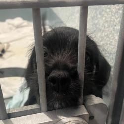 Shelter Stray Female Dog last seen , 12910 Yukon Ave, Hawthorne, CA 90250, USA