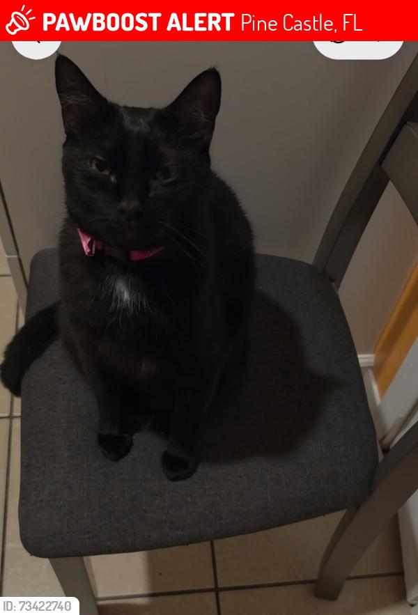 Lost Female Cat last seen Sura blvd Lancaster road, Pine Castle, FL 32809