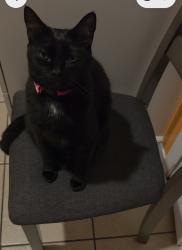 Lost Female Cat last seen Sura blvd Lancaster road, Pine Castle, FL 32809