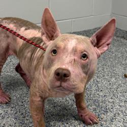 Shelter Stray Female Dog last seen , 328 Furman Hall Rd, Greenville, SC 29609, USA