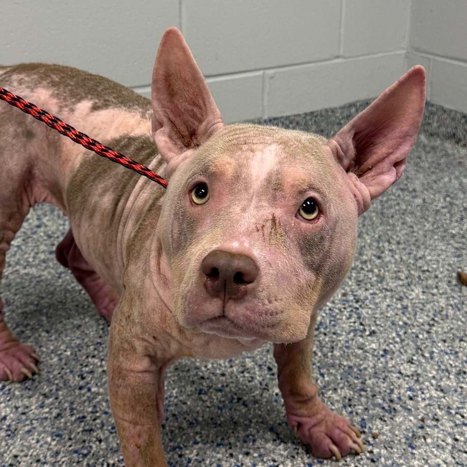 Shelter Stray Female Dog last seen , 328 Furman Hall Rd, Greenville, SC 29609, USA