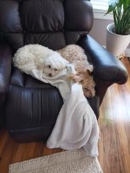 Lost Female Dog last seen Church st, Grifton, NC 28530
