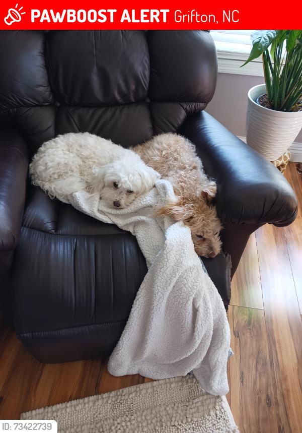Lost Female Dog last seen Church st, Grifton, NC 28530