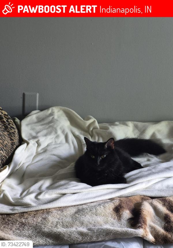 Lost Male Cat last seen Near wharfside Ln APT 1D 38th and idlewood plwy, Indianapolis, IN 46214