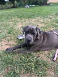 Found/Stray Male Dog last seen Lake Park Drive north of 321 Bridge, Hickory, NC 28630
