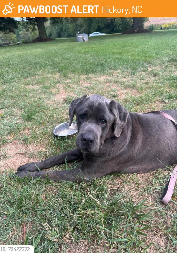 Found/Stray Male Dog last seen Lake Park Drive north of 321 Bridge, Hickory, NC 28630