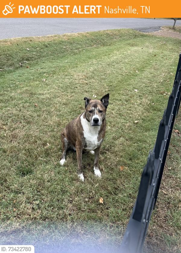 Found/Stray Unknown Dog last seen Tanglewood and Log Cabin, Nashville, TN 37216