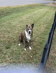Found/Stray Unknown Dog last seen Tanglewood and Log Cabin, Nashville, TN 37216