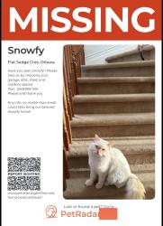 Lost Male Cat last seen Finally creek, Ottawa, ON K1T 0G2