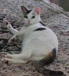 Lost Male Cat last seen Monument Rd and Lee Rd, Jacksonville, FL 32225
