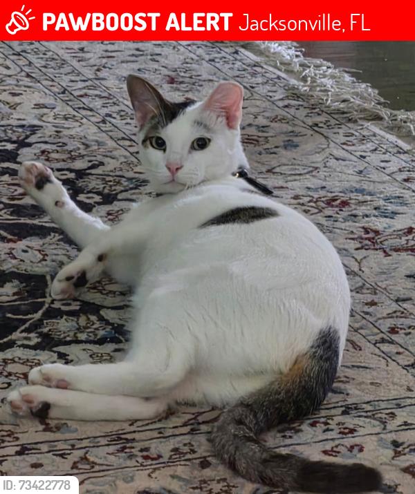 Lost Male Cat last seen Monument Rd and Lee Rd, Jacksonville, FL 32225